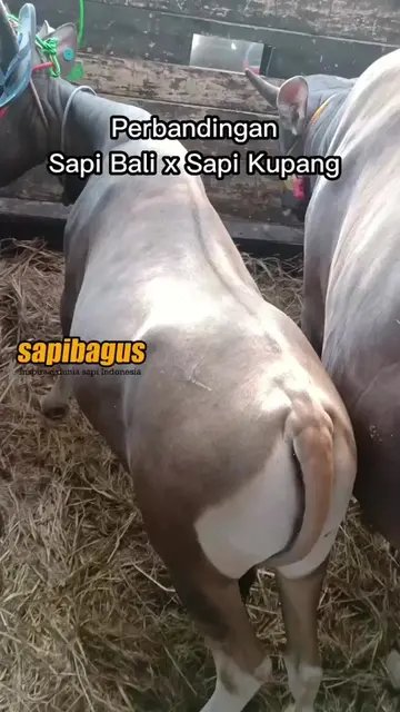 Perbandingan-Sapi-Bali-x-Sapi-Kupang